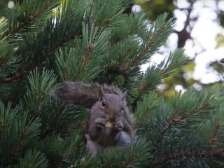 Ореховый Спас
