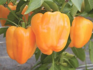 Болгарський перець, кадр з відео