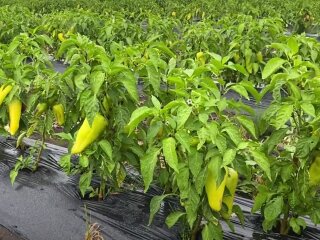 Урожай перцю
