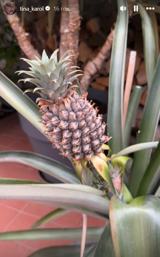 Скрин публикации Тины Кароль