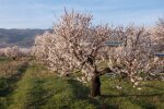 Абрикосове дерево, фото з вільних джерел