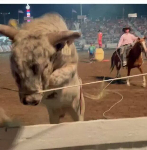розлючений бик кинувся в натовп