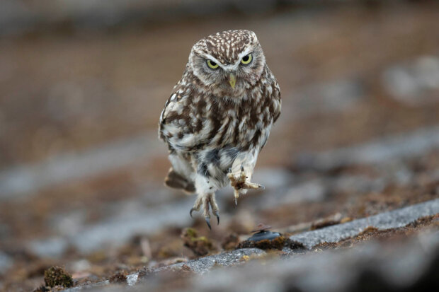 похмурі морди тварин