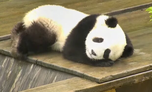 Панда, кадр из видео