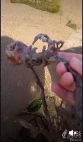 Скріншот з ТикТок