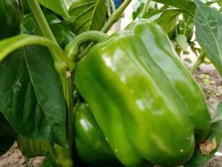 Перец, кадр из видео