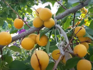 абрикоси, фрукти