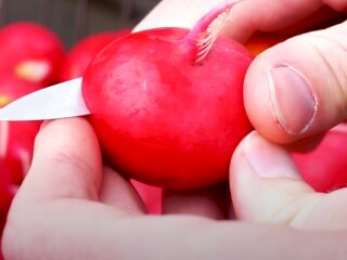 Урожай редиски