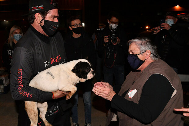 собак хотели пустить на мясо и съесть