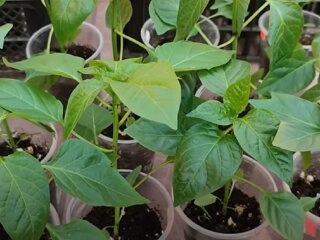 Розсада болгарського перцю