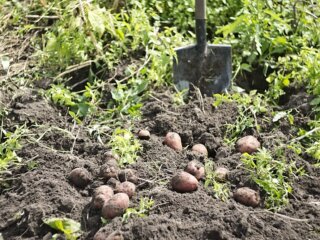 Картопля, город, кадр з відео