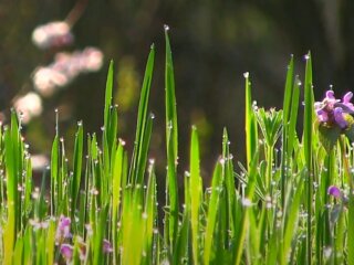 Ранняя весна: скрин с видео