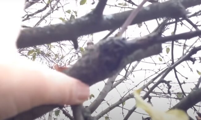 Обрезка дерева