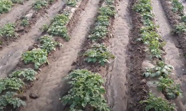 Урожай молодой картошки