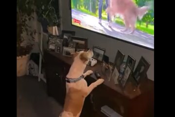 Для собак запустят собственное ТВ