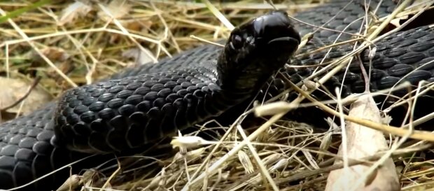 кобра, змія