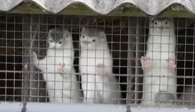 Норки, скріншот із відео