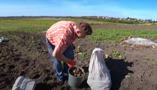 земля, огород, копание картофеля