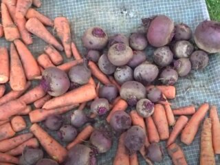 Буряк та морква