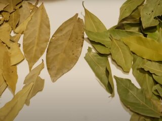 Лавровий лист