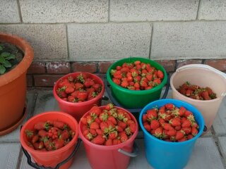 Урожай клубники