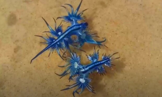 морской голубой дракон