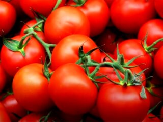 томати помідори