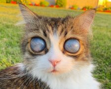 кот Пико