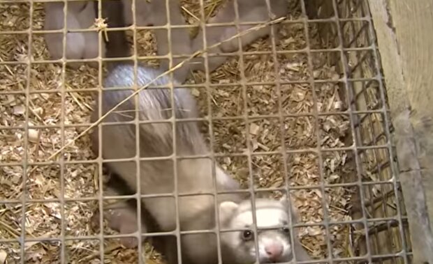 Норки, кадр из видео