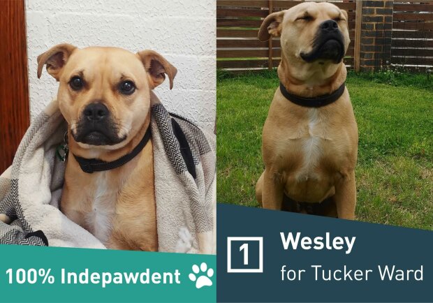 Господар жартома висунув свого пса на вибори, і зараз він впевнено йде до перемоги