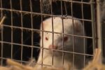 Норки, кадр з відео