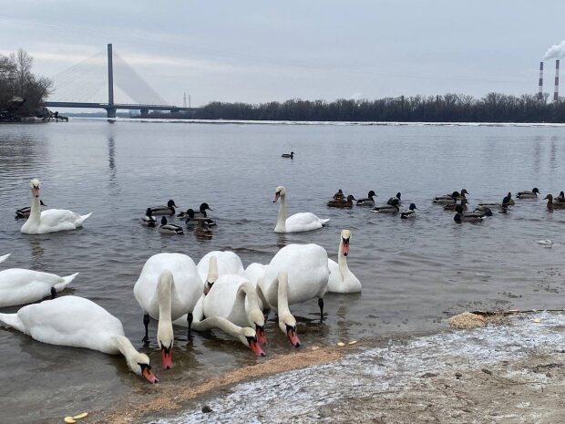 Лебеди, зима, погода, фото: ukrainci.com.ua