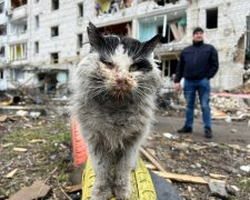 кіт у Бородянці місяць сидів під завалами