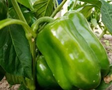 Перец, кадр из видео