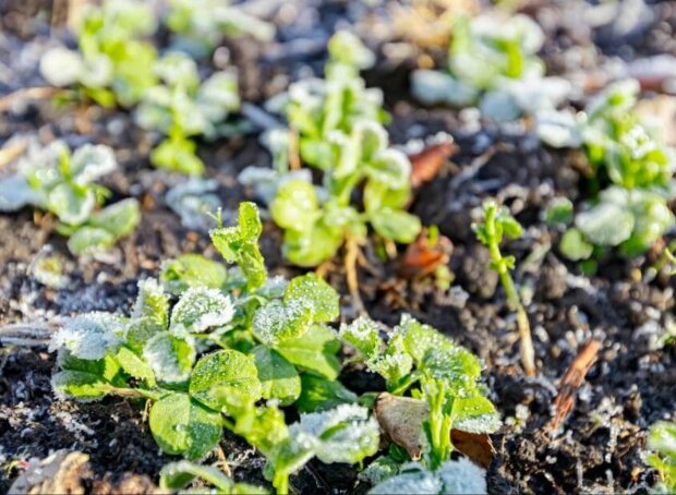 Заморозки, кадр из видео