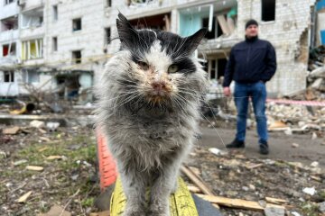 кот в Бородянке месяц сидел под завалами