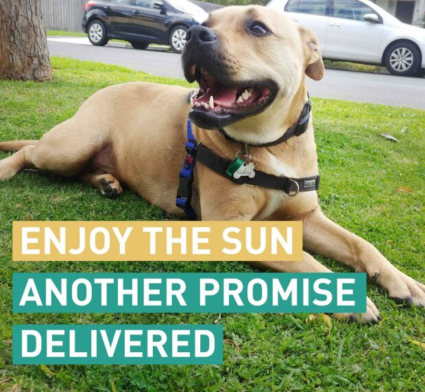 Господар жартома висунув свого пса на вибори, і зараз він впевнено йде до перемоги