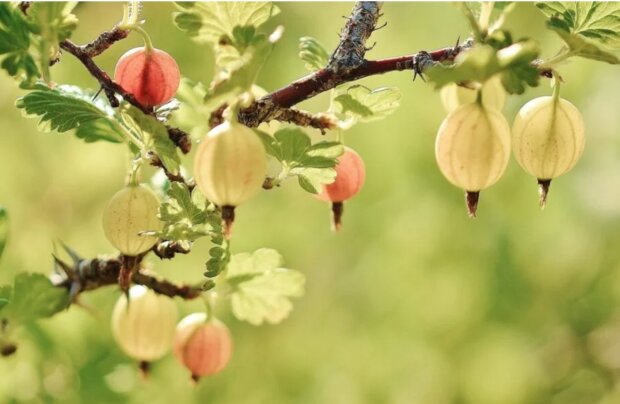 Крыжовник, изображение из свободных источников