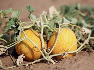 Диня, зображення з вільних джерел