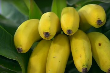Користь бананів для організму