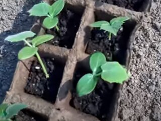 Розсада огірків