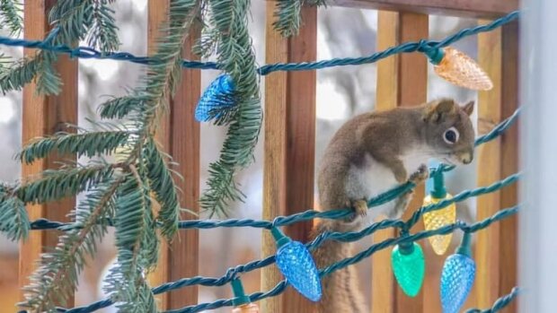 белочки воруют гирлянды с елки канадца