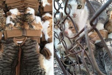 шуби та жилетки з котів у Китаї