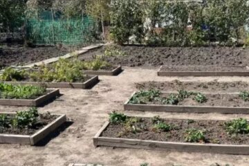 Огород: скрин из сети