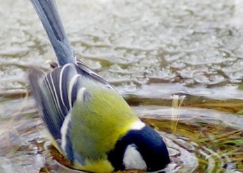 Погода, потепління, весна