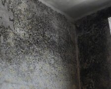 Як позбутися цвілі