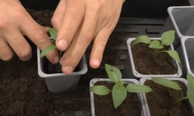 Вирощування розсади перцю
