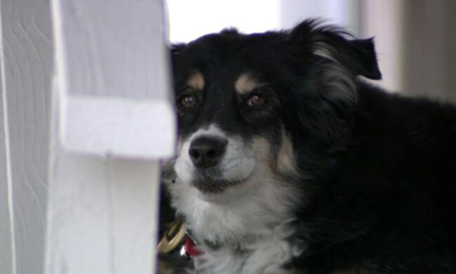 Собачка Лулу отримала у спадок 5 мільйонів доларів