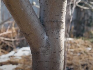 Фруктовое дерево