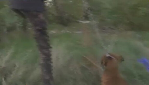 Хлопчик вигулював песика, доки він не приніс йому людську ногу